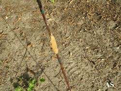 Gypsy moth eggs on plant stake