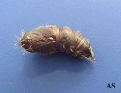 Gypsy moth pupa