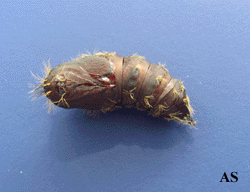 Gypsy Moth Pupa