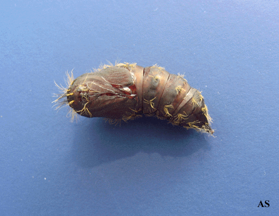 Gypsy Moth Pupa 