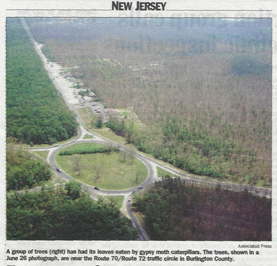 Forest damaged by gypsy moths 