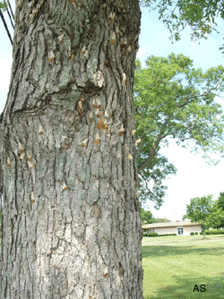 Tree on Shamong Municipal buildings property