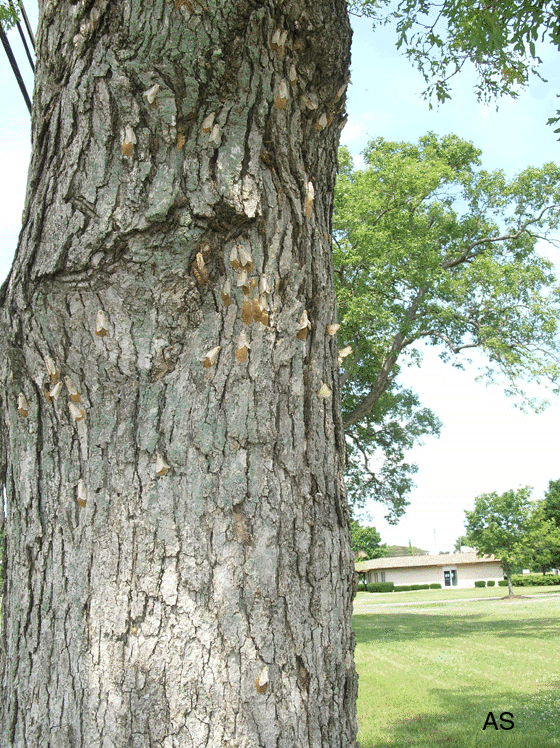 Gypsy moth egg masses on tree 