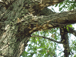 Gypsy moth egg masses on bottom of tree branchs