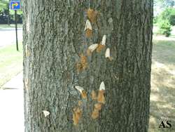 Gypsy moth eggs deposited on tree.