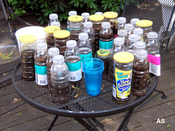 How to Make a Gypsy Moth Trap Using a Plastic Bottle 