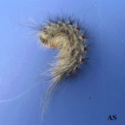 Gypsy moth transitioning to pupa