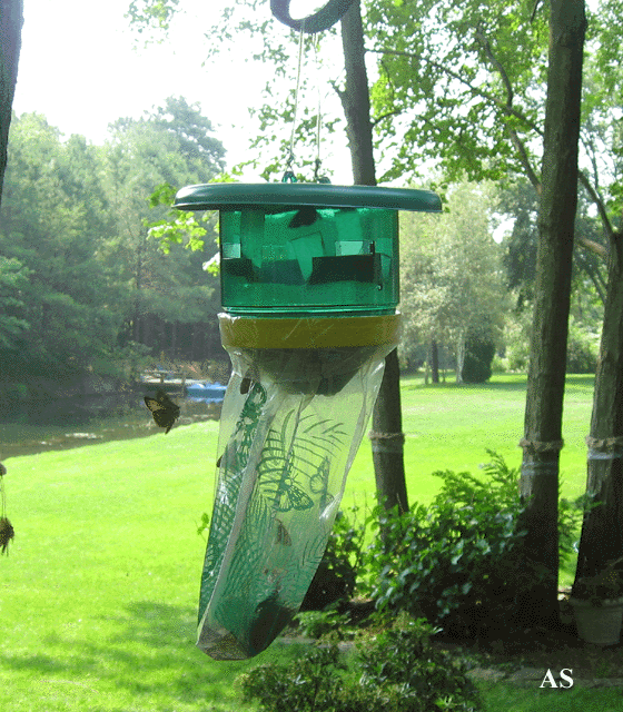 Purchased gypsy moth trap 