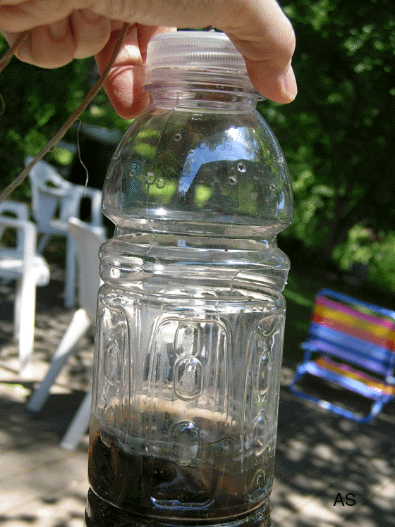 Making Homemade Gypsy Moth Traps