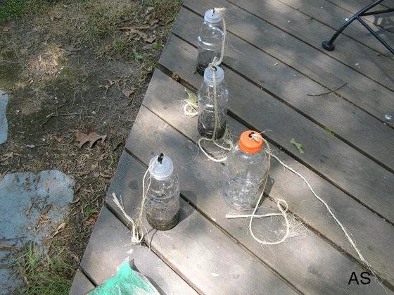 How to Make a Gypsy Moth Trap Using a Plastic Bottle 