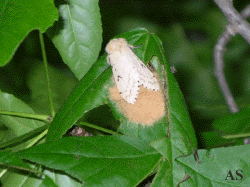  Gypsy moth eggs on tree leaves