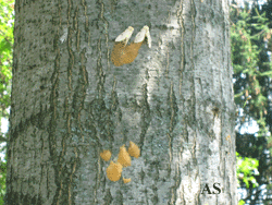 Gypsy moth egg masses tree trunk