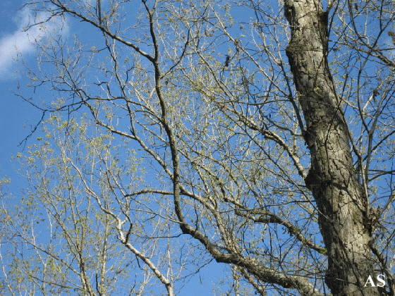 Example of Gypsy Moth Tree Damage 