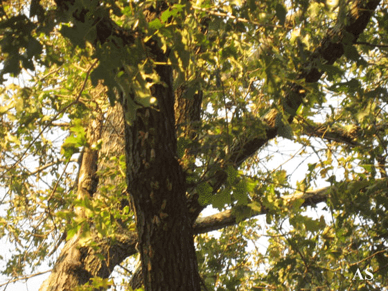 Tree coverd by gypsy moth egg masses 