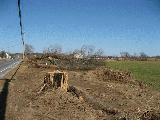 Dead trees being removed 
