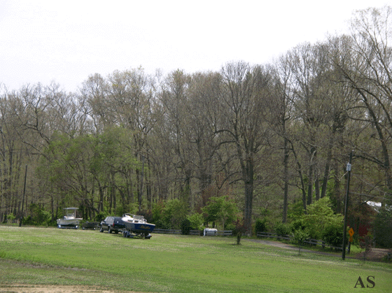 Trees defoliated by gypsy moths 